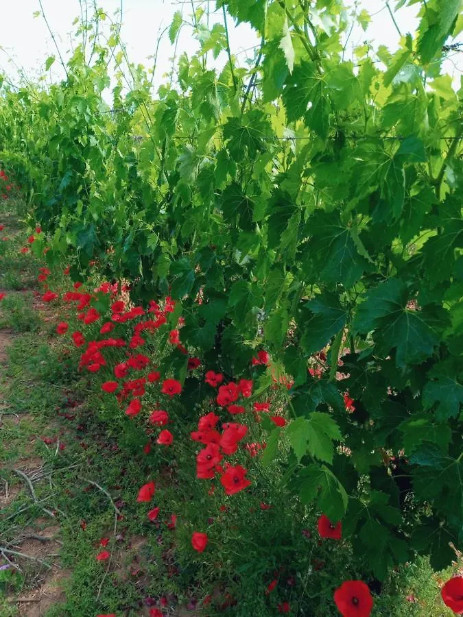 Agriturismo Il Melograno Riola Sardo 0*,