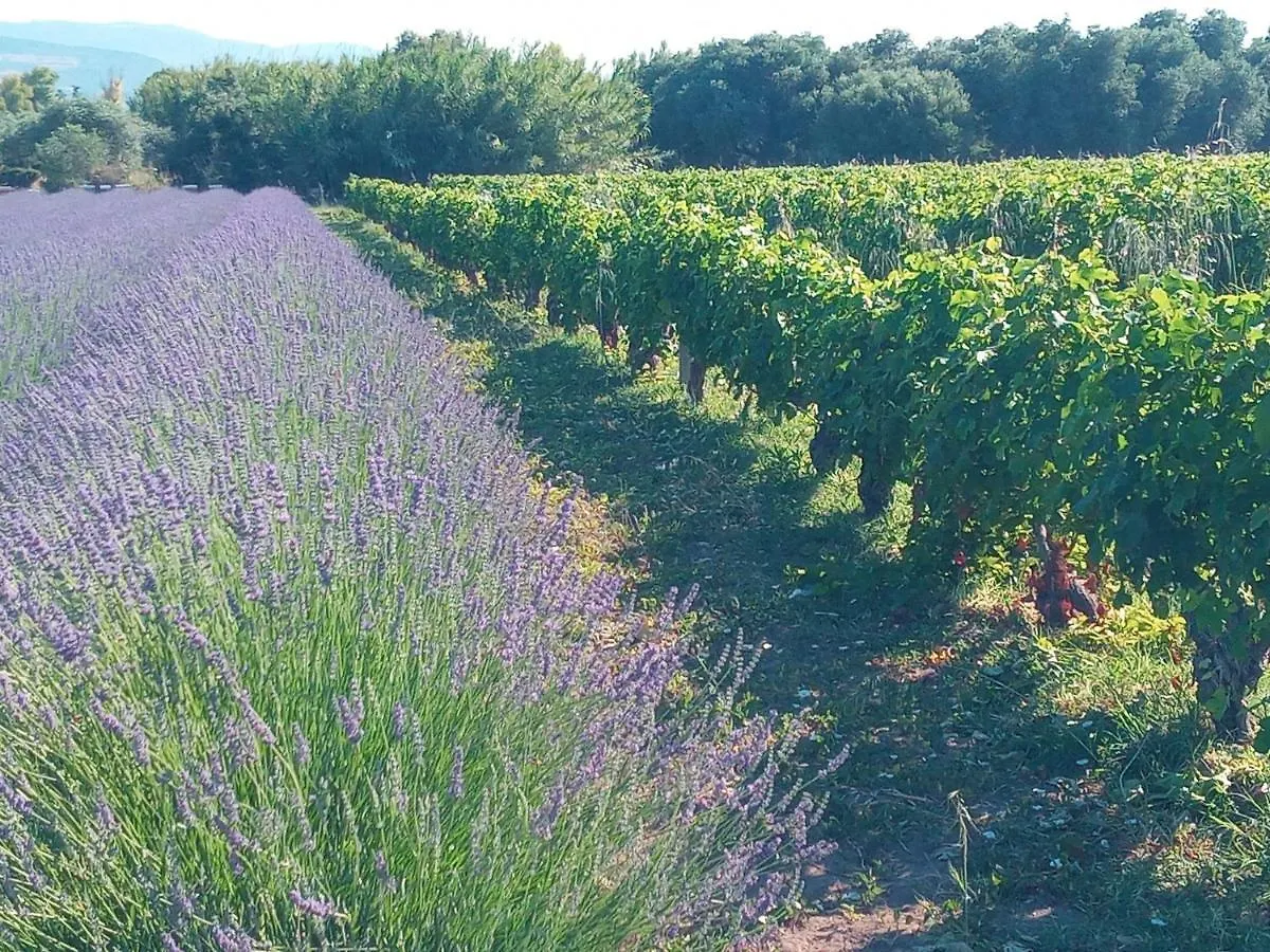 Agriturismo Il Melograno Villa Riola Sardo